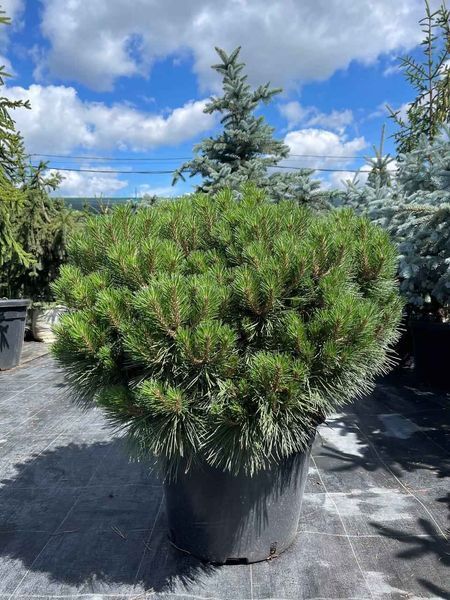 Сосна черная Брепо / Pinus nigra Brepo 27878 фото