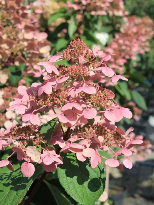 Гортензия метельчатая Вимс Ред / Hydrangea paniculata Wim's Red