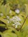 Дерен белый Ауреа / Cornus alba Aurea 15498 фото 2