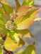 Дерен белый Ауреа / Cornus alba Aurea 15498 фото 1