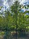 Липа дрібнолиста видова / Tilia cordata 33942 фото 1