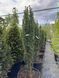Тис ягідний Фастігіата Робуста / Taxus baccata Fastigiata Robusta 30776 фото 2