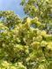 Липа дрібнолиста видова / Tilia cordata 33942 фото 3