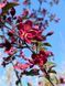 Яблоня декоративная Роялти / Malus Royalty 32669 фото 1