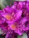 Рододендрон гибридный Марсель Менард / Rhododendron hybrid Marcel Menard 33308 фото 2