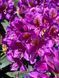 Рододендрон гибридный Марсель Менард / Rhododendron hybrid Marcel Menard 33308 фото 1