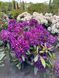 Рододендрон гибридный Марсель Менард / Rhododendron hybrid Marcel Menard 33308 фото 4
