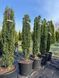 Тис ягідний Фастігіата Робуста / Taxus baccata Fastigiata Robusta 30776 фото 1