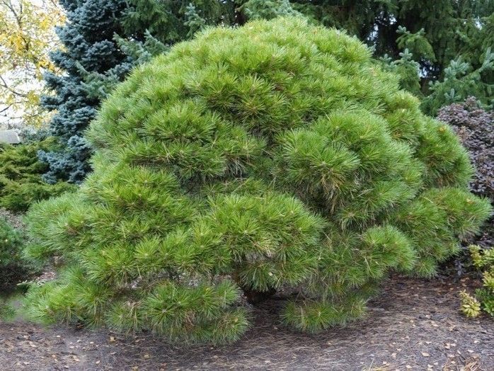 Сосна черная Брепо / Pinus nigra Brepo 27878 фото