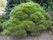 Сосна черная Брепо / Pinus nigra Brepo 27878 фото 4