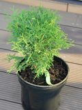 Туя західна Літтл Джем / Thuja occidentalis Little Gem 31800 фото