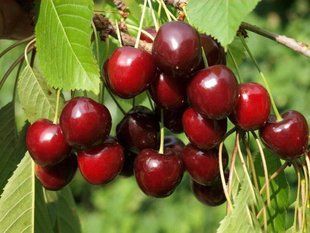 Черешня Кордія / Prunus avium Cordia 34925 фото