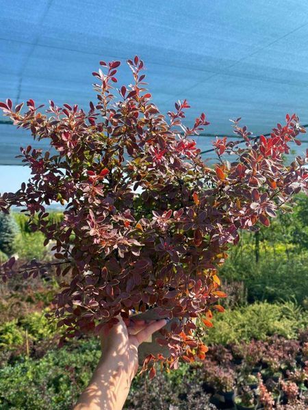 Барбарис Тунберга Адмирейшн / Berberis thunbergii Admiration 27092 фото