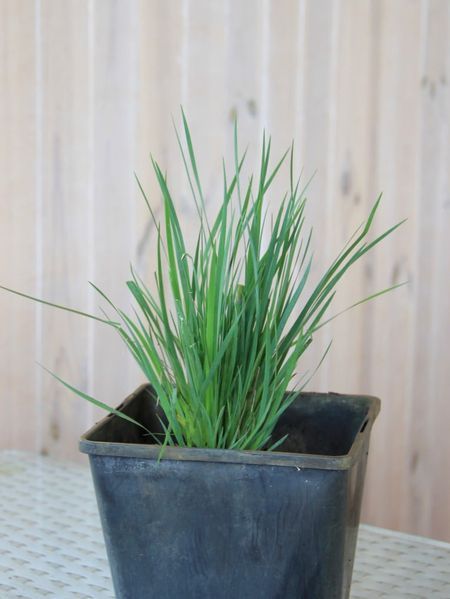 Сисюринхиум Вики / Sisyrinchium 7250 фото