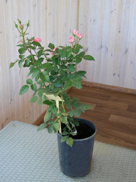 Троянда флорибунда Ай Ем Грейтфул / Rose I Am Grateful 26846 фото