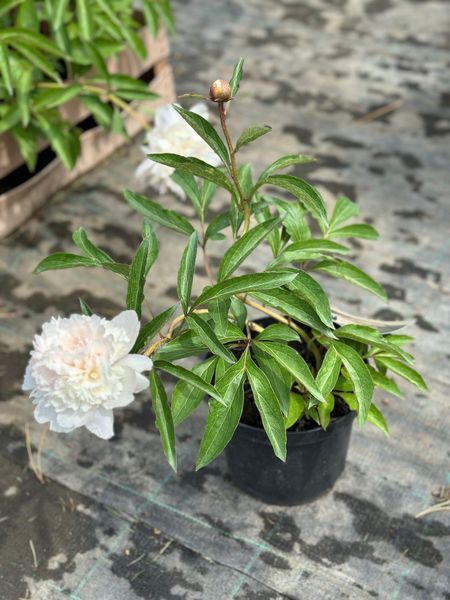 Півонія трав'яниста Алерті / Paeonia Alertie 30973 фото
