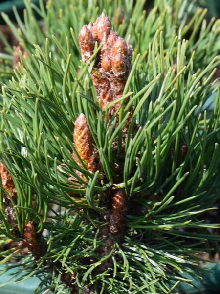 Сосна крючковатая Хайдеперле / Pinus uncinata Heideperle 31610 фото