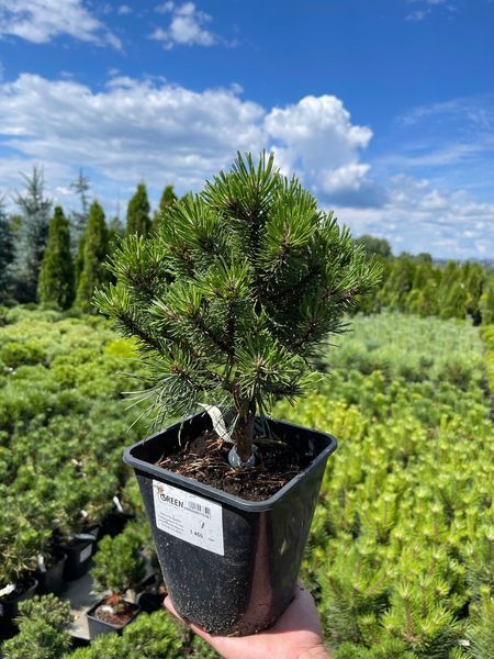 Сосна крючковатая Хайдеперле / Pinus uncinata Heideperle 31610 фото