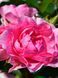 Троянда флорибунда Ай Ем Грейтфул / Rose I Am Grateful 26846 фото 1