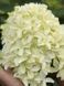 Гортензія волотиста Скайфолл / Hydrangea paniculata Skyfall 25052 фото 1