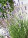 Лаванда узколистая Гроссо / Lavendula officinalis Grosso 27132 фото 1
