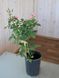 Троянда флорибунда Ай Ем Грейтфул / Rose I Am Grateful 26846 фото 2