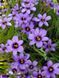 Сисюринхиум Вики / Sisyrinchium 7250 фото 1