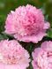 Півонія трав'яниста Алерті / Paeonia Alertie 30973 фото 1