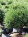 Сосна крючковатая Хайдеперле / Pinus uncinata Heideperle 31610 фото 1