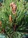 Сосна крючковатая Хайдеперле / Pinus uncinata Heideperle 31610 фото 3