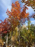 Клен гостролистий Кримсон Поінт / Acer platanoides Crimson Point 32925 фото