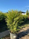Туя західна Літтл Чемпіон / Thuja occidentalis Little Champion 27445 фото