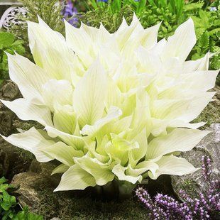 Хоста гібридна Вайт Фезер / Hosta hybrida White Father 35201 фото