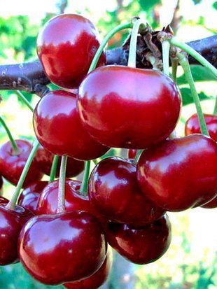 Вишня Гриот Дубровского / Prunus avium Griot Dubrovskoho 34907 фото