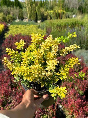 Барбарис Тунберга Голдаліта / Berberis thunbergii Goldalita 35219 фото