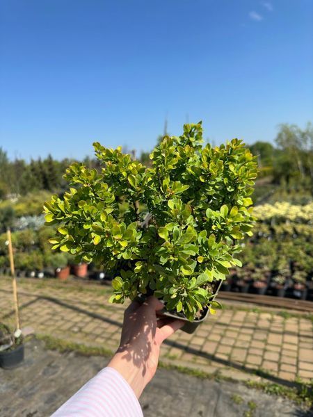 Барбарис Тунберга Кобольд / Berberis thunbergii Kobold 27098 фото