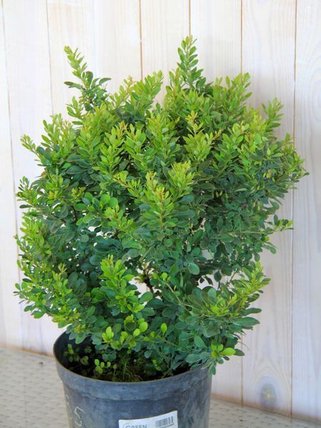 Барбарис Тунберга Кобольд / Berberis thunbergii Kobold 27098 фото