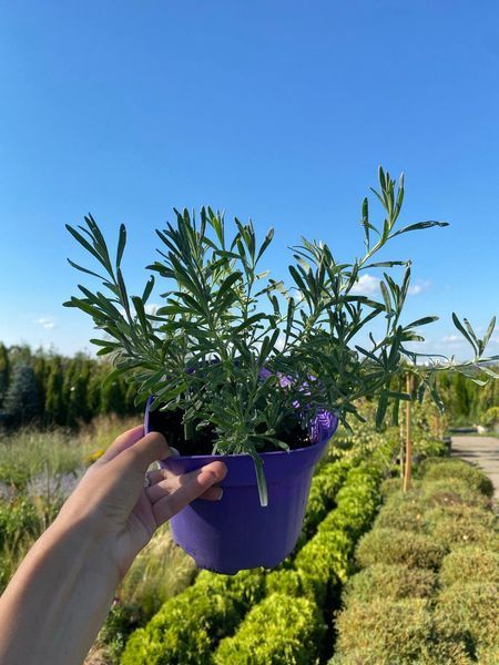 Лаванда вузьколиста Платінум Ніко / Lavandula angustifolia Platinum Nico 31153 фото