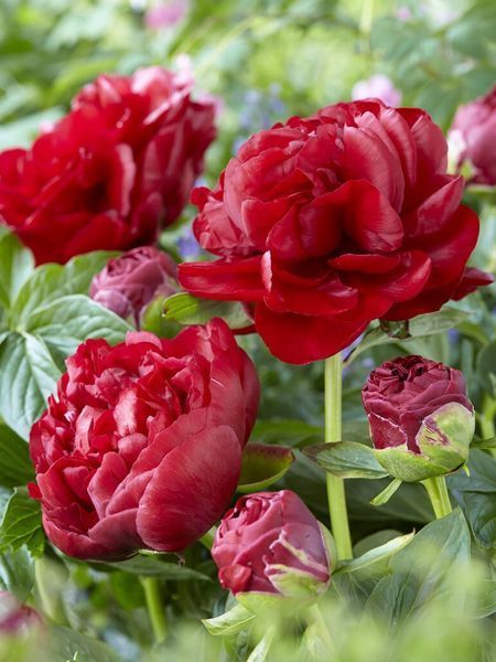 Пион травянистый Генри Бокстос / Paeonia Henry Bockstoce 30981 фото