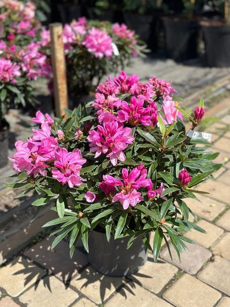 Рододендрон гибридный Грациелла / Rhododendron hybrid Graziella 33302 фото