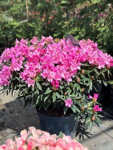Рододендрон гибридный Грациелла / Rhododendron hybrid Graziella 33302 фото