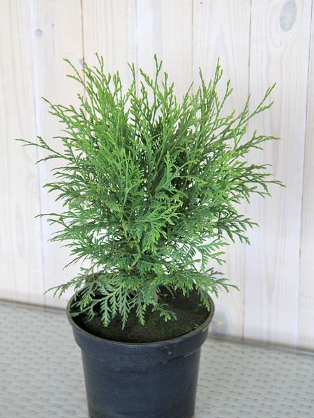 Туя западная Литтл Чемпион / Thuja occidentalis Little Champion 27445 фото