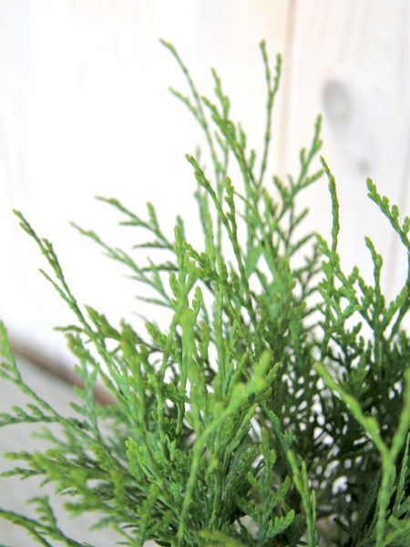 Туя западная Литтл Чемпион / Thuja occidentalis Little Champion 27445 фото