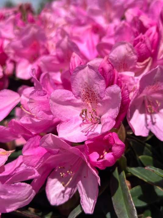 rhododendron volle sonne Rhododendron Roseum Elegans | 60-80 cm mit Wurzelballen
