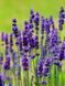 Лаванда вузьколиста Платінум Ніко / Lavandula angustifolia Platinum Nico 31153 фото 1
