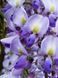 Глициния короткокистая Голден Кинг / Wisteria brachybotrys Golden King 33513 фото 1