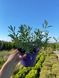 Лаванда вузьколиста Платінум Ніко / Lavandula angustifolia Platinum Nico 31153 фото 2