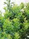 Барбарис Тунберга Кобольд / Berberis thunbergii Kobold 27098 фото 1