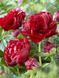 Пион травянистый Генри Бокстос / Paeonia Henry Bockstoce 30981 фото 2