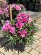 Рододендрон гибридный Грациелла / Rhododendron hybrid Graziella 33302 фото 3
